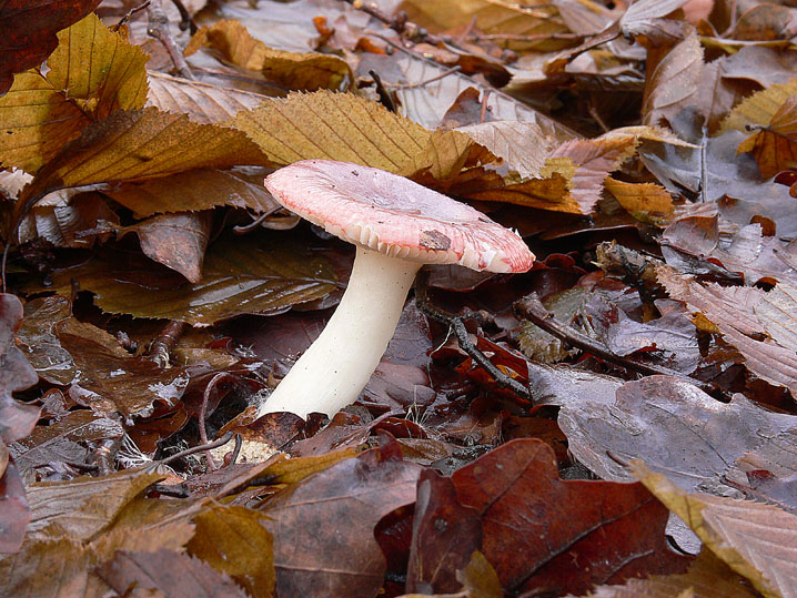 Russula fragilis?