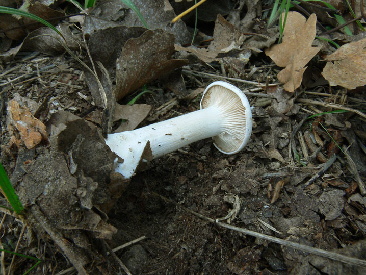 Clitocybe phyllophila