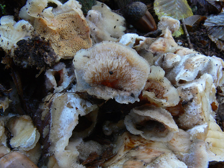 Novembre 2008