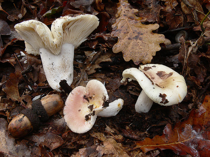 Russula insignis?