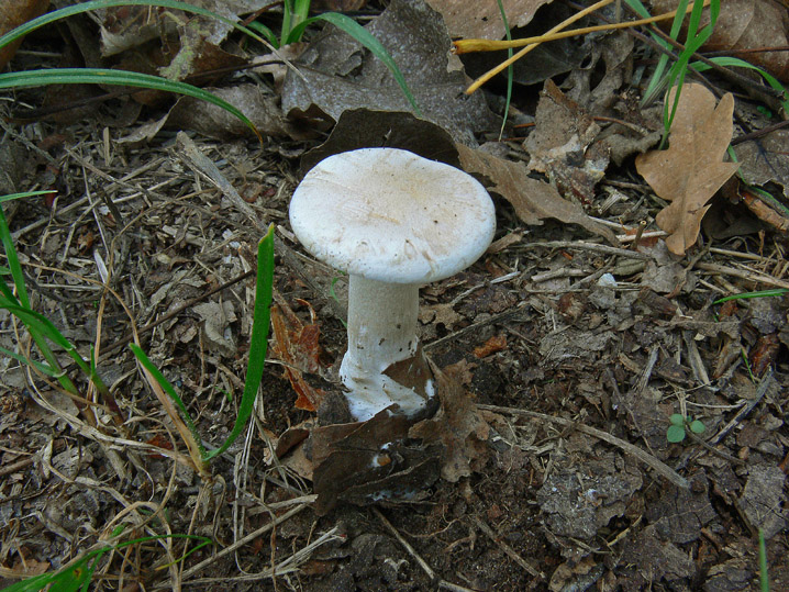 Raccolte del 18 Ottobre