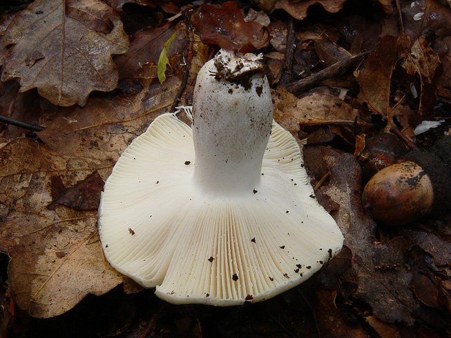 Russula insignis?