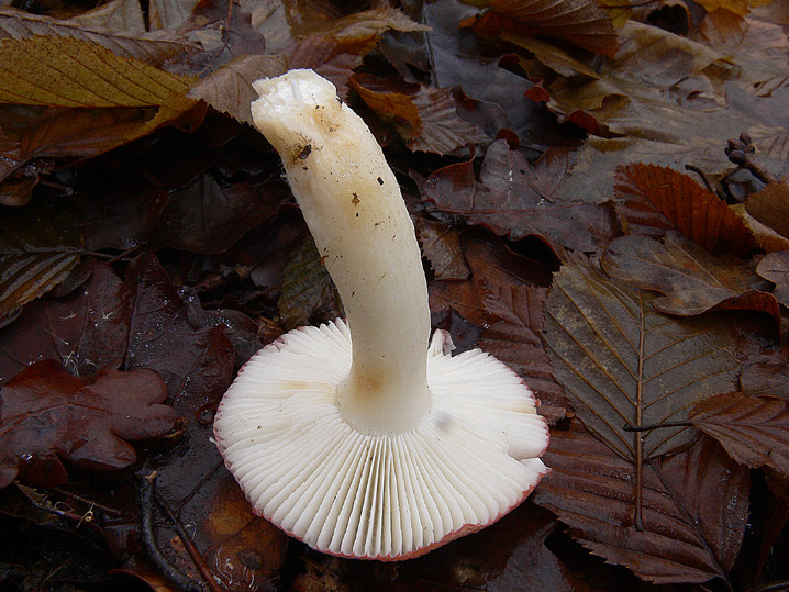 Russula fragilis?
