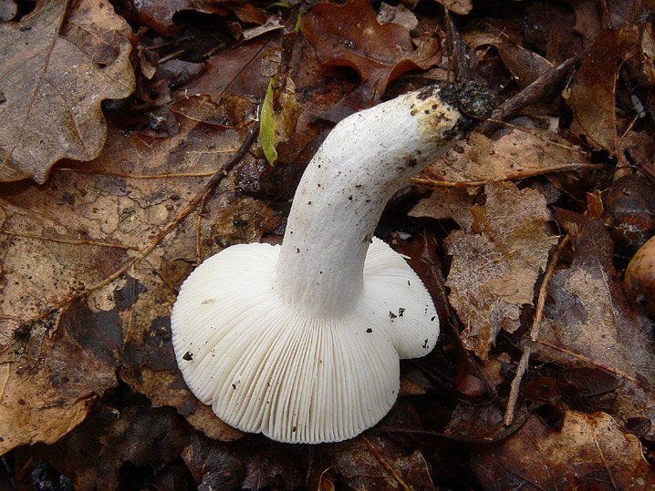 Russula insignis?