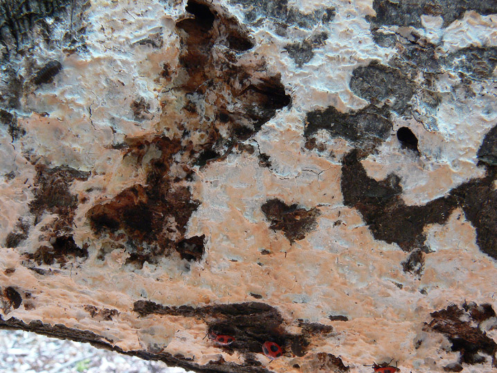 Mutatoderma mutatum