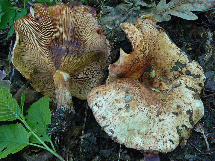 Tra boschi, parchi e giardini.......