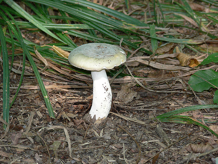 Russula virescens