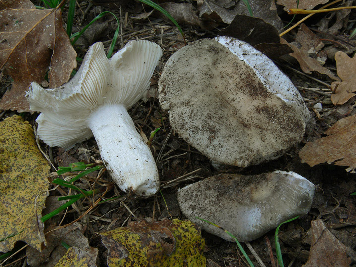 Russula parazurea