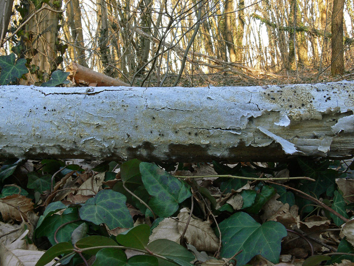 Gennaio-Febbraio 2009