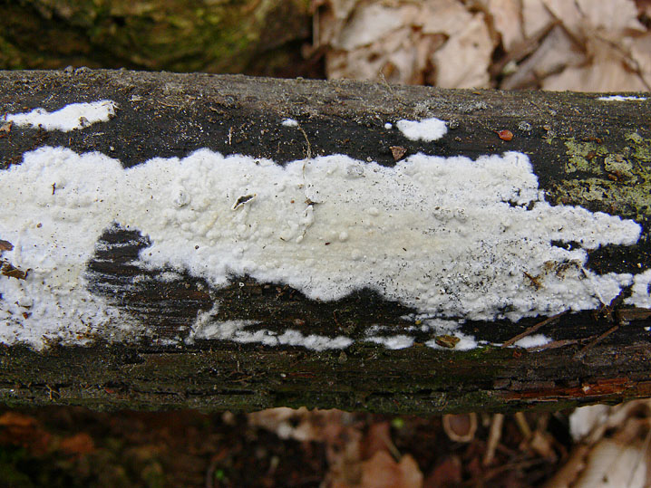 Quiz N.9 (Phanerochaete sordida )