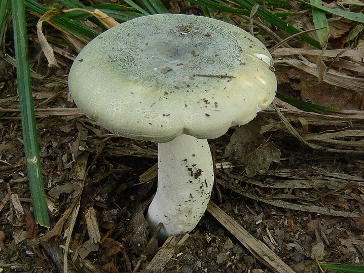 Russula virescens