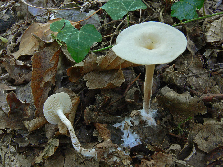 Raccolte del 4 Ottobre