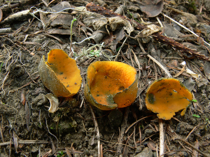 Raccolte del 30 e  31 Maggio