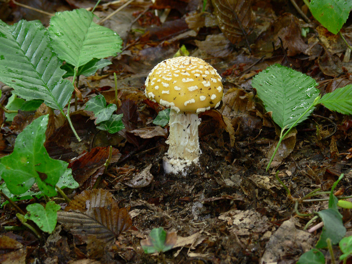 Raccolte del 16 Maggio