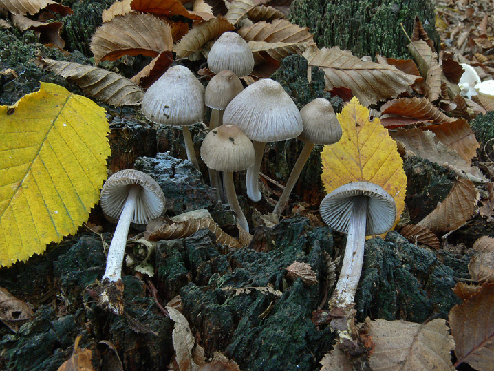 Raccolte del 25 Ottobre