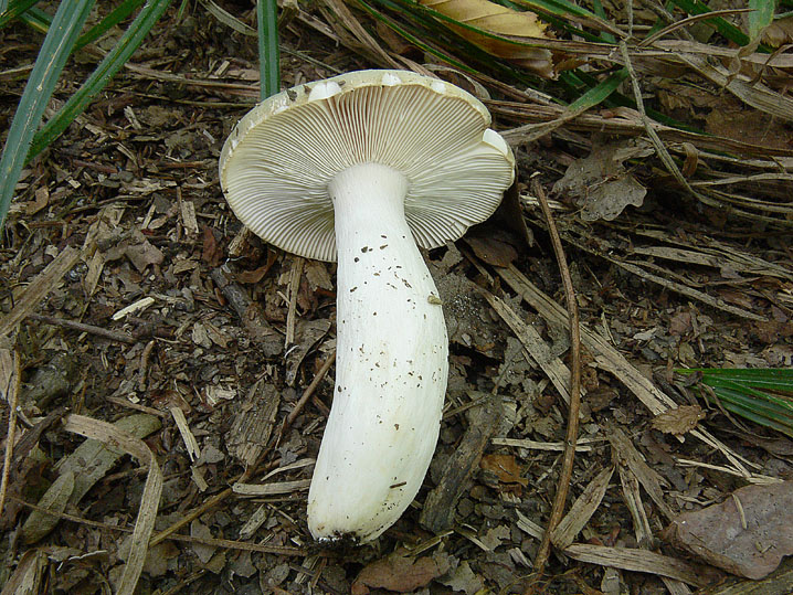 Russula virescens