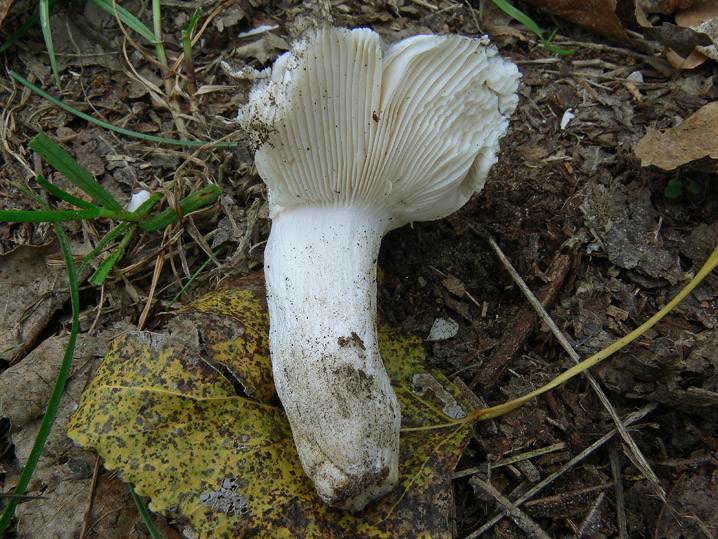 Russula parazurea