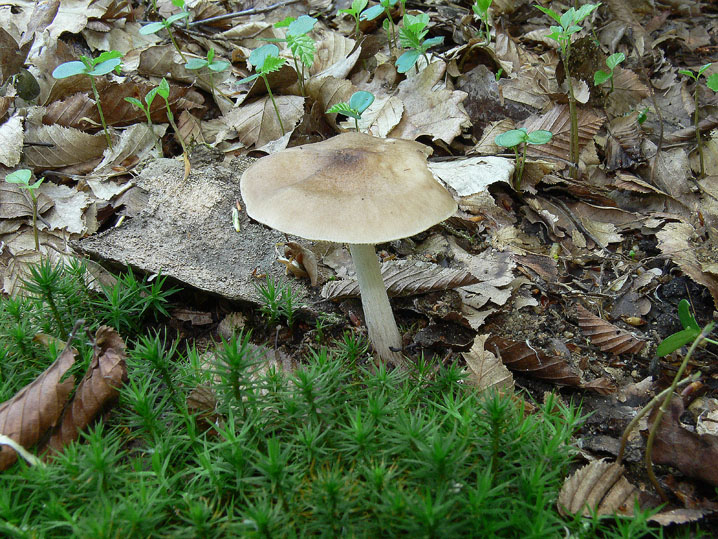 Tra boschi, parchi e giardini.......