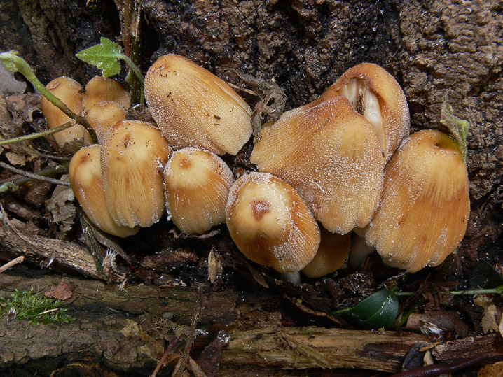Coprinellus micaceus
