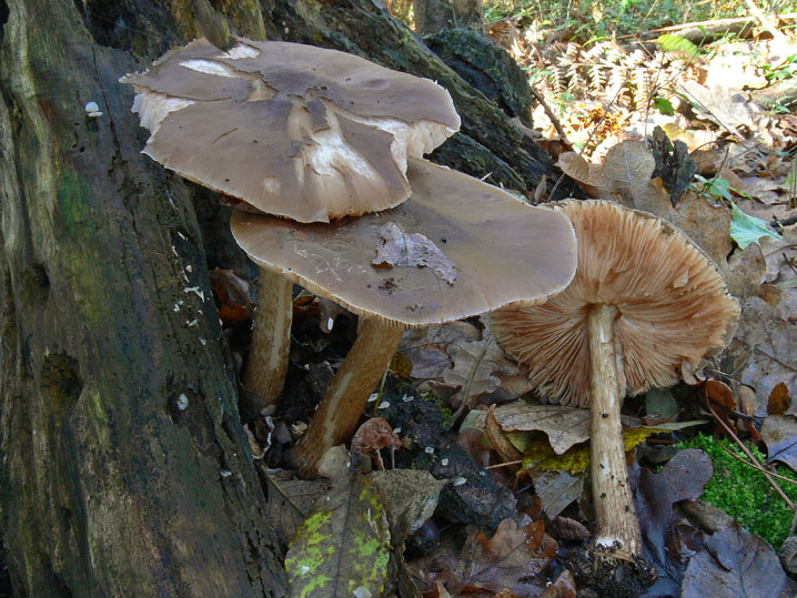 Raccolte del 9 Novembre