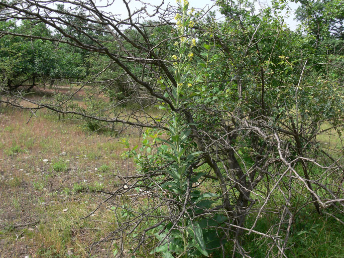 Verbascum lychnitis