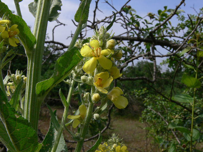 Verbascum lychnitis