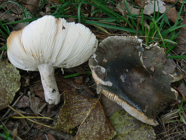 Russula parazurea