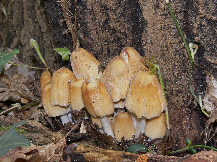 Coprinellus micaceus
