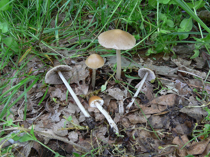 Tra boschi, parchi e giardini.......