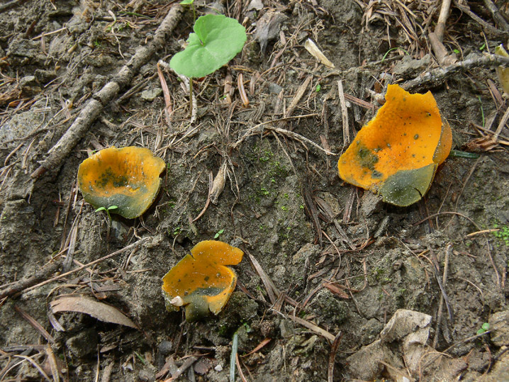 Raccolte del 30 e  31 Maggio