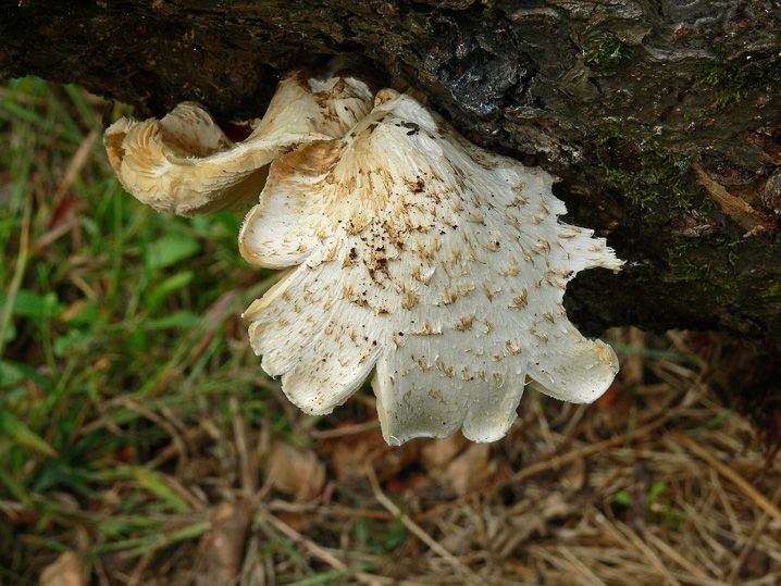 Raccolte del 12 Ottobre