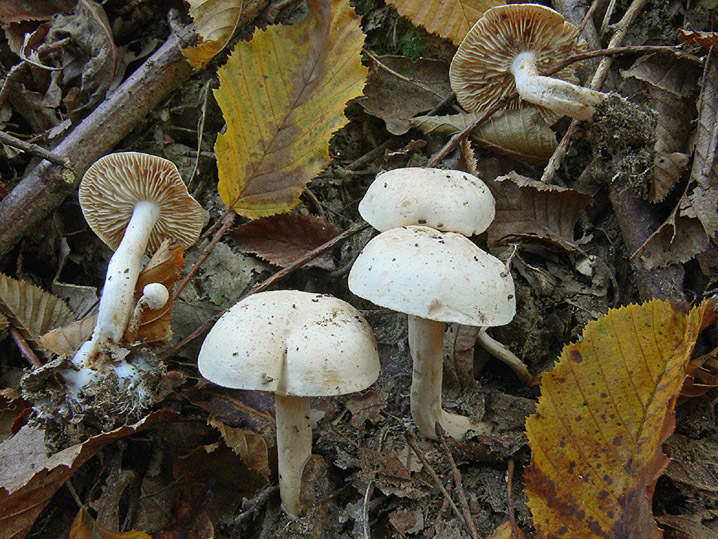 Raccolte del 25 Ottobre