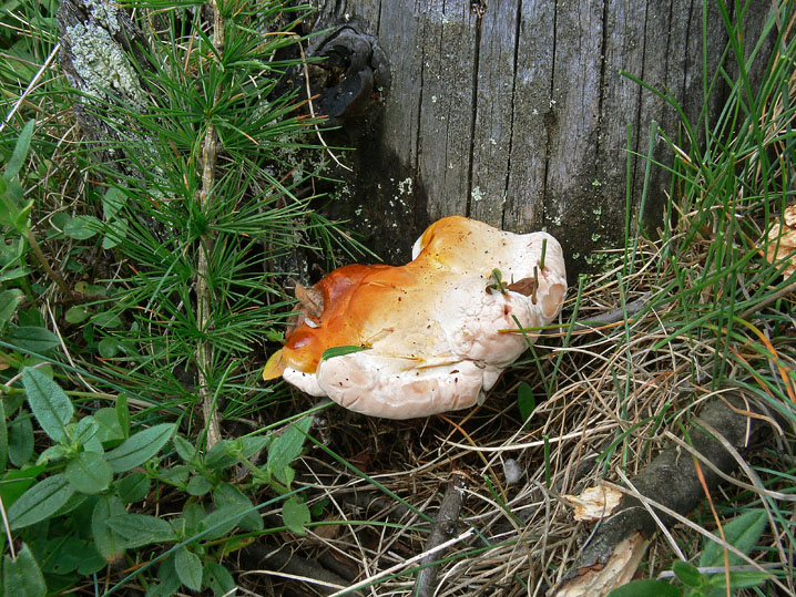 Ganoderma valesiacum Boud