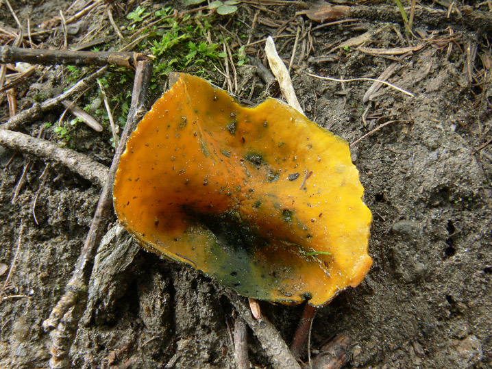 Raccolte del 30 e  31 Maggio