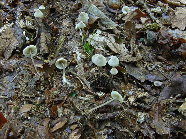 Raccolte del 4 Ottobre