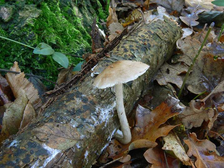 Raccolte del 9 Novembre