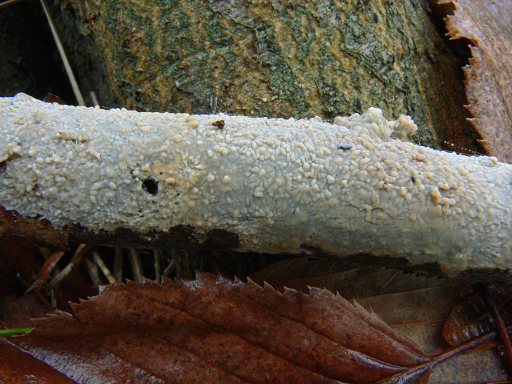 Radulomyces confluens