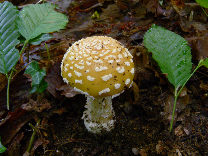 Raccolte del 16 Maggio