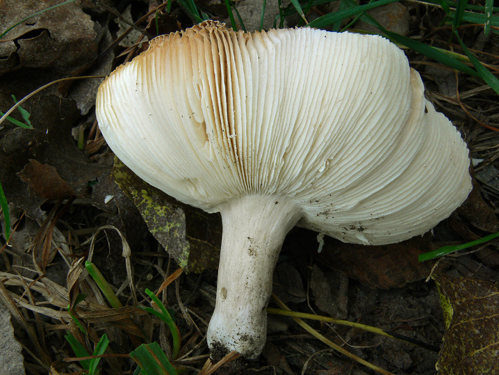 Russula parazurea