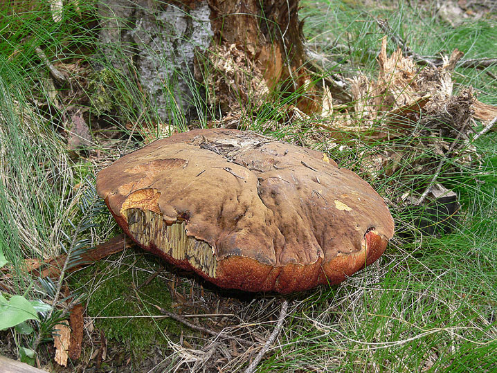 Raccolte del 20 e 21 Giugno