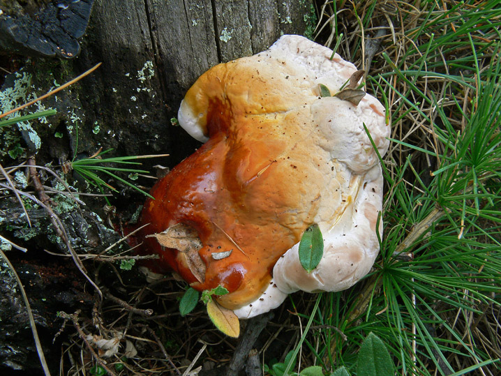 Ganoderma valesiacum Boud