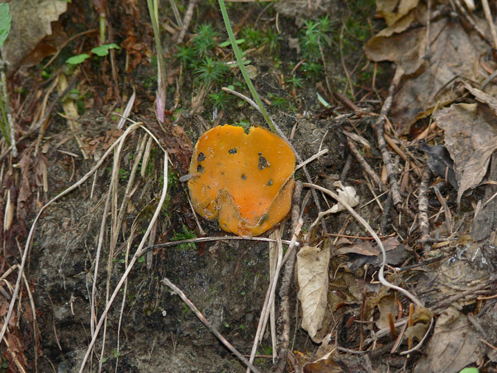 Raccolte del 30 e  31 Maggio