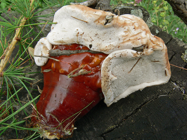 Ganoderma valesiacum Boud
