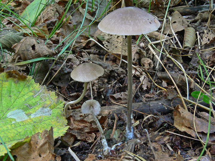 Raccolte del 12 Ottobre