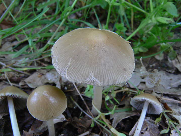 Psathyrella da determinare (cfr. Psathyrella spadiceogrisea)