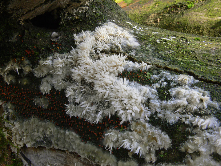 Novembre 2008