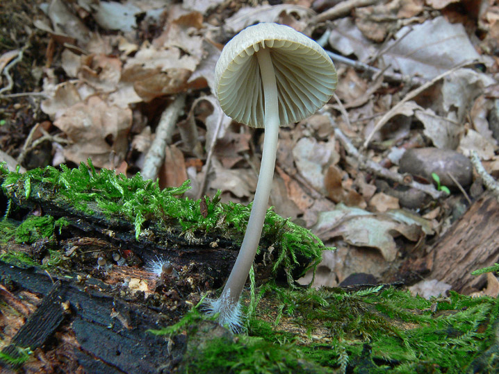 Mycena da determinare (cfr. Mycena galericulata)