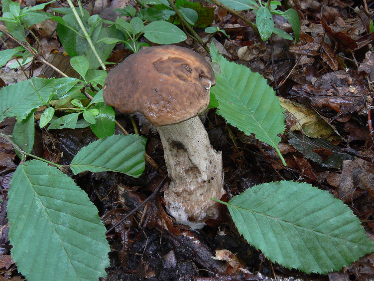 Pioggia...........funghi........