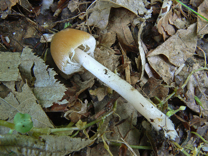 Psathyrella da determinare (cfr. Psathyrella spadiceogrisea)