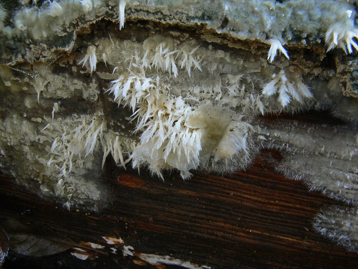 Novembre 2008